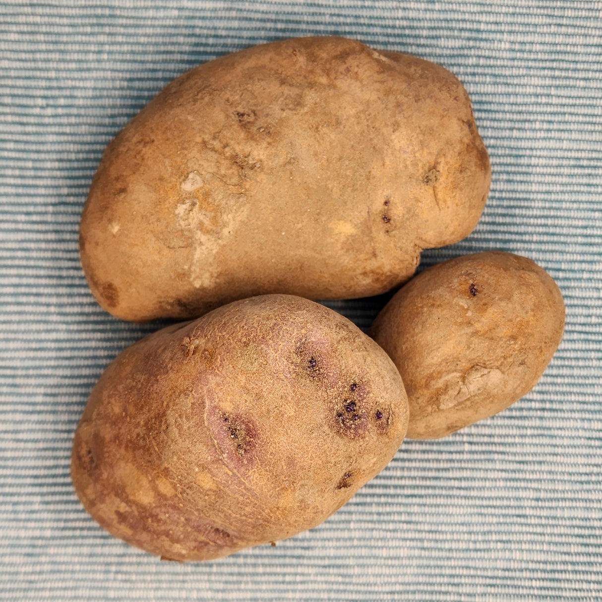 Potato (Early-Season) - Caribe (Organic rounds) *pre-order*