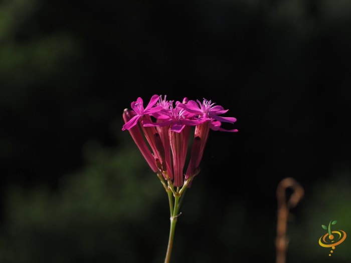 Wildflowers - Exotic Mountain Scatter Garden Seed Mix featuring colorful wildflower seeds and catchfly flowers in a natural garden setting.