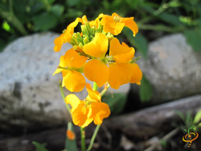 Wildflowers exotic mountain scatter garden seed mix, featuring colorful Siberian Wallflower flowers in a natural outdoor setting