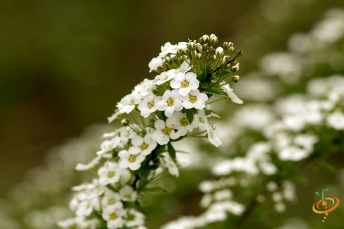 Wildflower mix seed packet featuring sweet alyssum, annual cut flower scatter garden seed from SeedsNow for colorful garden blooms