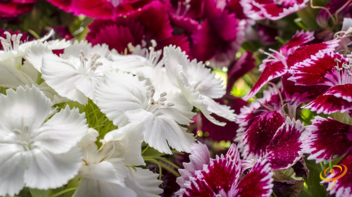 Close-up of colorful white and purple wildflowers in a garden, showcasing vibrant petals and natural beauty