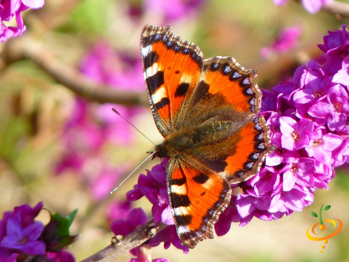 Wildflower mix featuring hummingbirds and butterflies, SeedsNow scatter garden seed blend with colorful wildflower blooms and pollinator attractants.