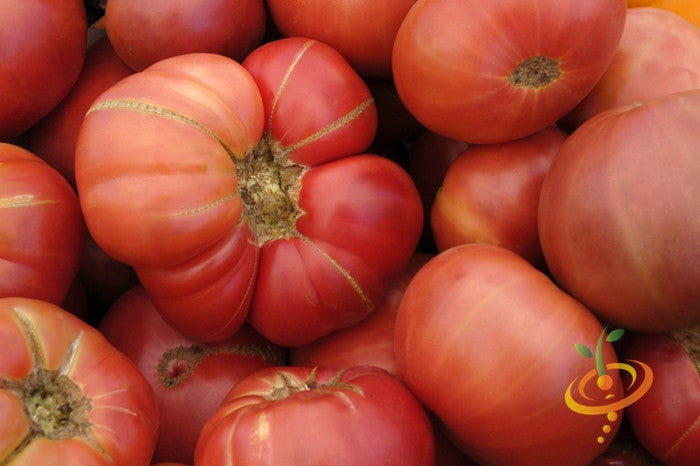Pink Brandywine indeterminate tomato seeds from SeedsNow, showcasing ripe, pink heirloom tomatoes with green stems.
