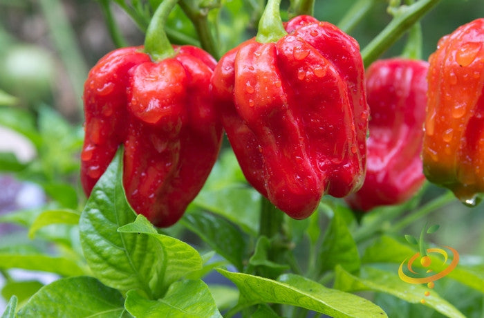 Close-up of red Caribbean habanero hot peppers hanging on the plant with green leaves and water droplets