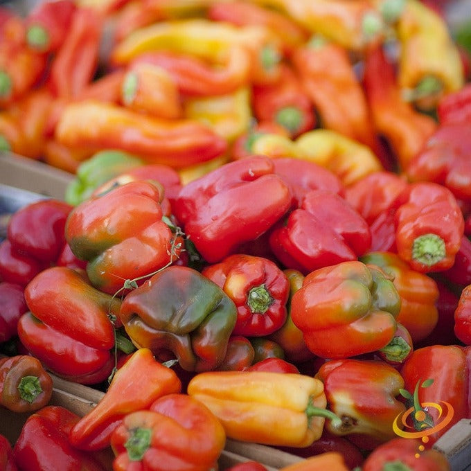 Colorful California Wonder peppers in various ripening stages from green to red at a market display