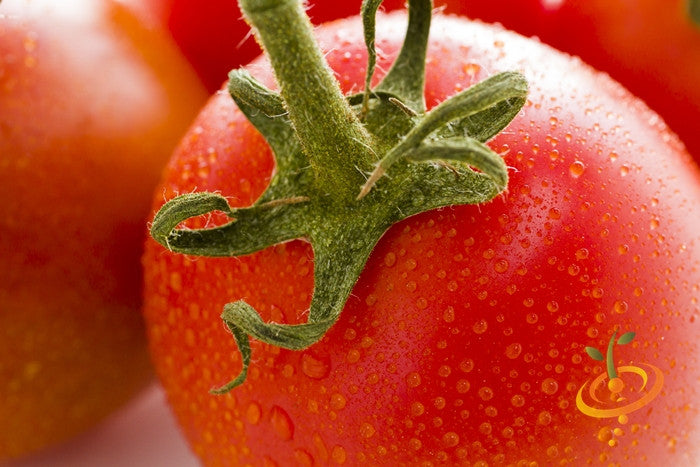 Red Rio Grande determinate tomato plant with ripe tomatoes on the vine, grown from SeedsNow Tomato seeds.