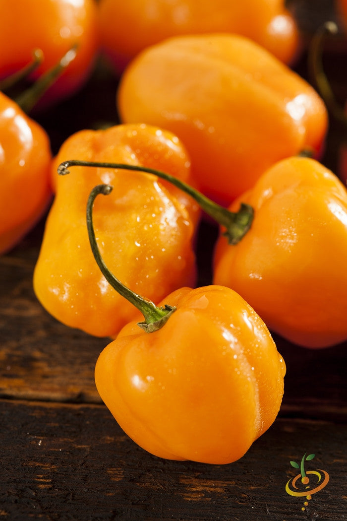 Close-up of bright orange habanero hot peppers with stems on a wooden surface