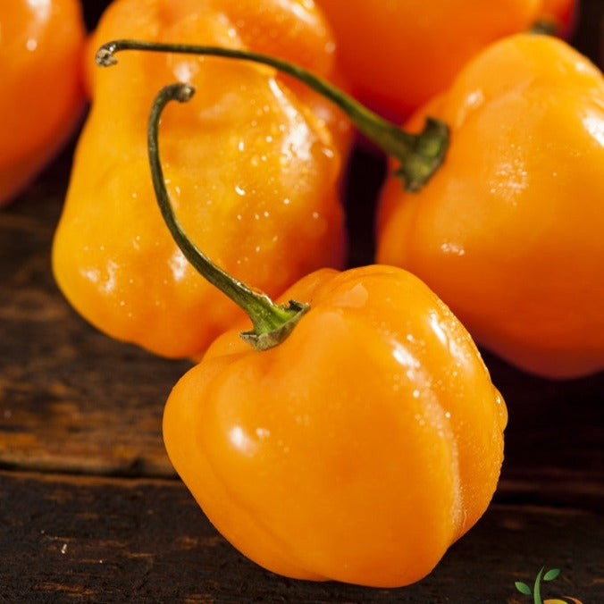 Close-up of vibrant orange habanero hot peppers with stems on wooden surface
