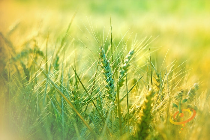 Close-up of green wheat seeds growing in a sunlit field