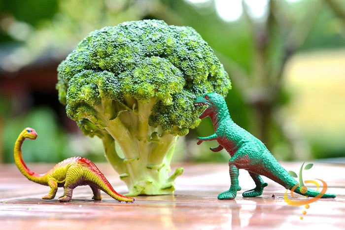 Broccoli Di Cicco seeds with two toy dinosaurs beside fresh broccoli head on wooden surface