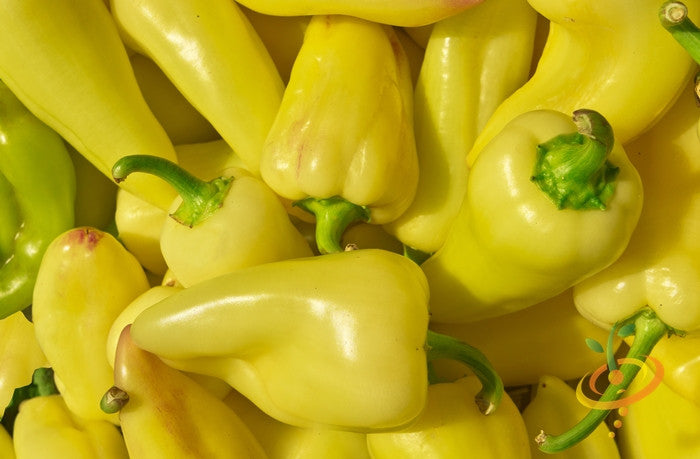Close-up of fresh yellow jalapeño peppers (Caloro variety) piled together