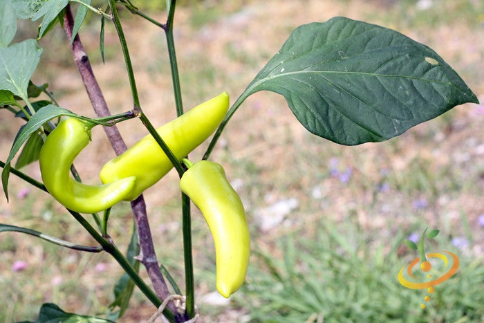 Hungarian Hot Wax peppers growing on plant with green leaves outdoors
