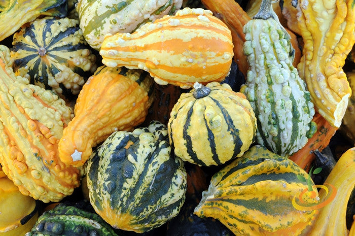 Colorful mixed small gourds with varied shapes, sizes, and textures for crafts and decoration