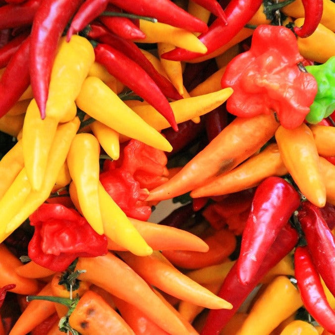 Colorful Santa Fe Grande peppers in red, yellow, and orange varieties clustered together