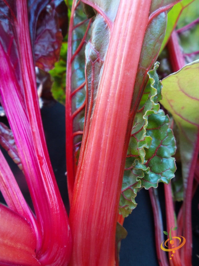 Hot pink Swiss chard seeds from SeedsNow, showcasing vibrant seed packets for growing colorful, nutritious leafy greens.