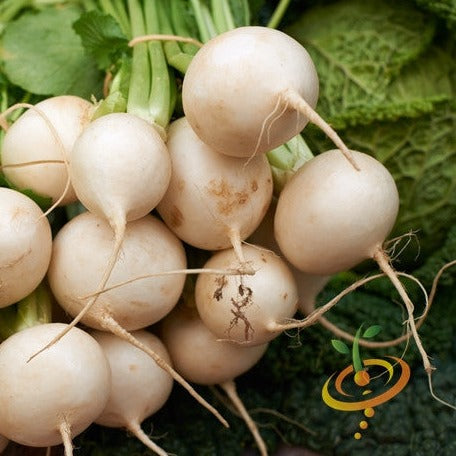 Golden Globe turnip seeds with white golden turnips and green leaves