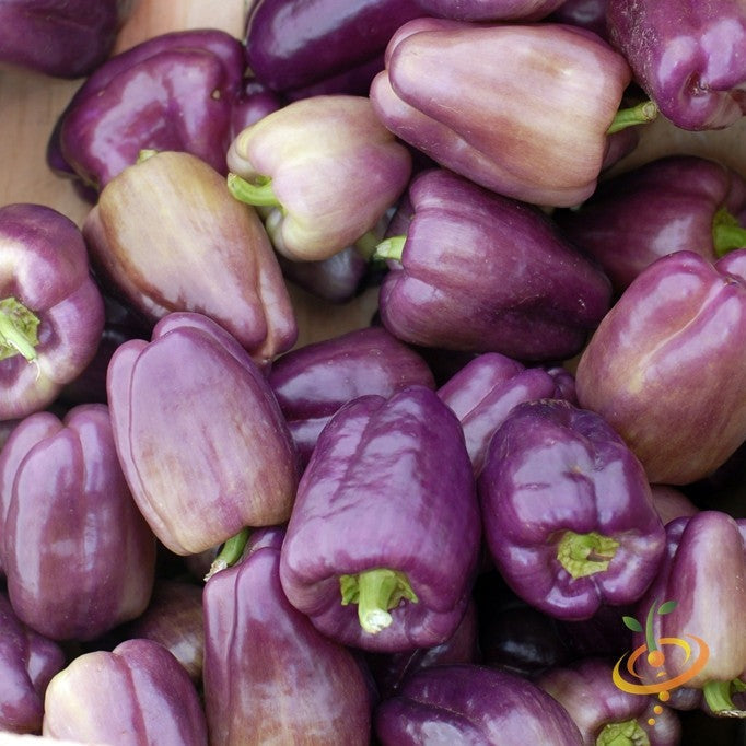 Buy fresh Purple Beauty Sweet Bell Pepper seeds online from the USA. These plants produce 3-inch deep purple and red fruits with mild flavor. Good for containers.