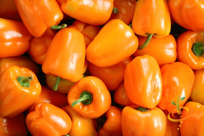 Orange King sweet pepper from SeedsNow, vibrant orange peppers on a plant with green leaves, ready for harvest.