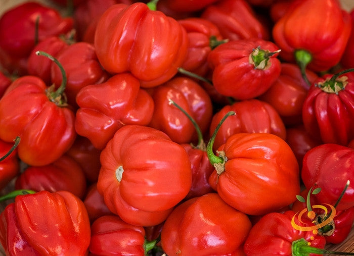 Close-up of bright red hot habanero peppers with wrinkled texture and green stems