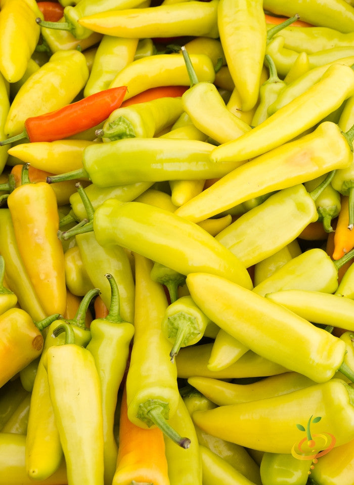 Hungarian Hot Wax peppers in yellow and orange hues with one red pepper among them