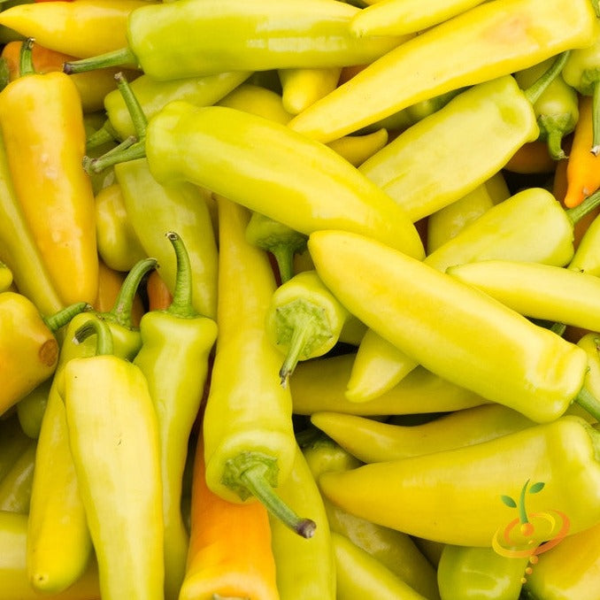 Close-up of fresh Hungarian Hot Wax peppers in yellow and light green shades