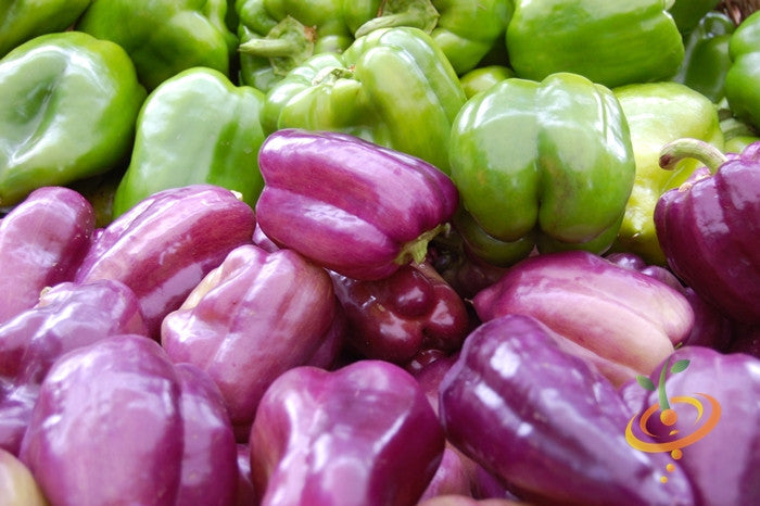 Purple Beauty sweet pepper seeds from SeedsNow, showcasing vibrant purple pepper fruit and green foliage.