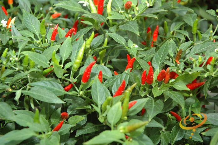 Tabasco pepper plants with green and red chili peppers growing on bushy foliage