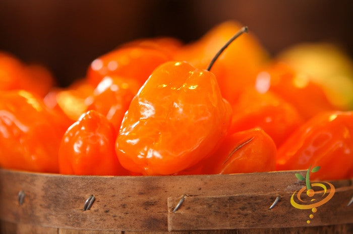 Close-up of vibrant orange habanero hot peppers in a rustic wooden basket