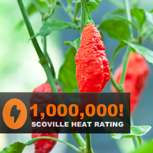 Ghost Chili hot pepper seeds from SeedsNow, featuring vibrant orange Bhut Jolokia peppers with fiery heat and distinctive wrinkled skin.
