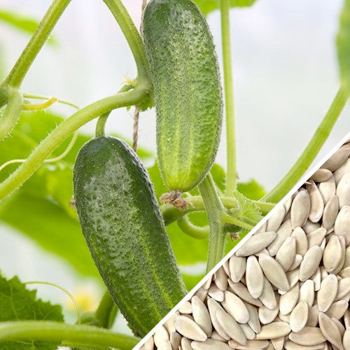 Close-up of Space Master cucumber fruits on vine with cucumber seeds shown separately