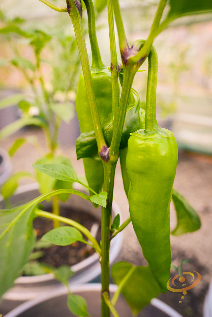 Sweet banana pepper seeds from SeedsNow, showing fresh pepper seeds and vibrant yellow-green peppers on the plant.