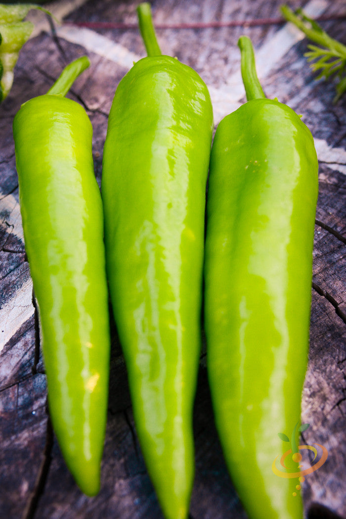 Sweet banana pepper from SeedsNow, fresh green pepper with smooth skin, ready for culinary use.