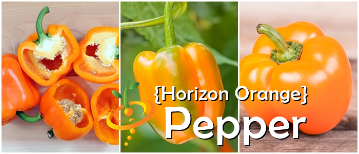 Orange Horizon sweet pepper from SeedsNow, vibrant orange pepper with smooth skin and green stems in a close-up image.