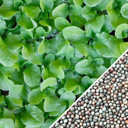 Close-up of vibrant green mustard Tendergreen leaves with inset image of mustard seeds