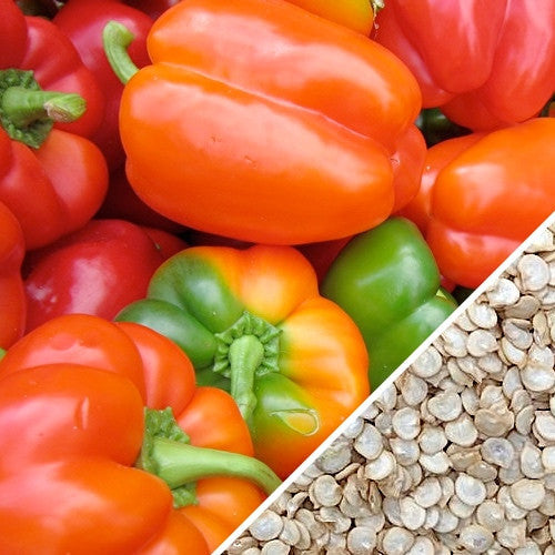 Buy California Wonder Bell pepper seeds online from the USA. Sturdy plants produce sweet, mild, juicy peppers, ripens from green to orange to red for fresh eating!