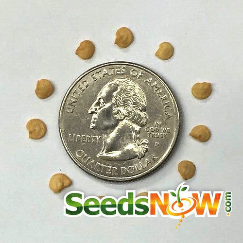 California Wonder pepper seeds arranged around a US quarter coin for size comparison with SeedsNow logo