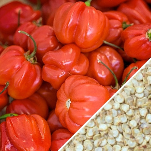 Close-up of red Caribbean habanero hot peppers and habanero seeds for planting