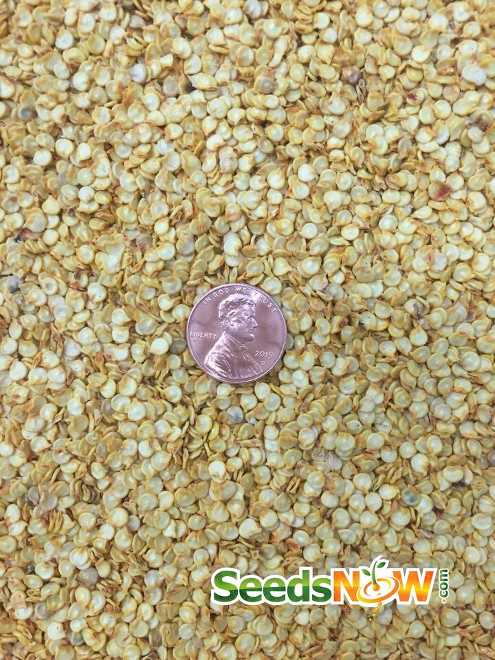 Close-up of Red Caribbean Habanero hot pepper seeds with a penny for scale from SeedsNow.com