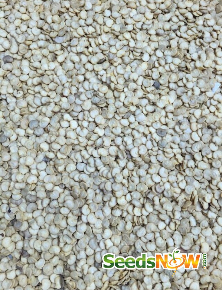 Close-up of Hungarian Hot Wax pepper seeds for planting, light beige color, densely packed.