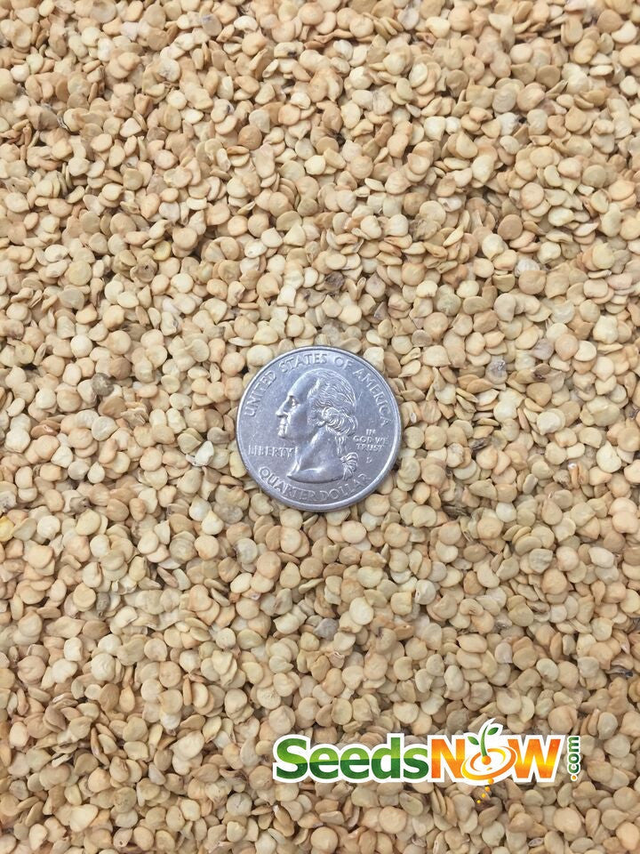 Close-up of jalapeño pepper seeds with a U.S. quarter for size comparison