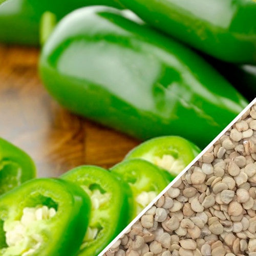 Close-up of fresh green Jalapeño peppers and drying Jalapeño pepper seeds