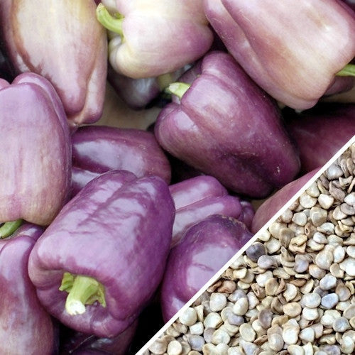 Purple Beauty sweet pepper seeds from SeedsNow, showing vibrant purple pepper seed packets on a white background.