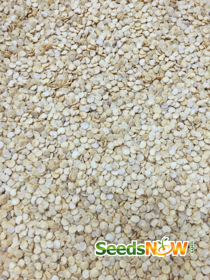Close-up of Santa Fe Grande Pepper seeds from SeedsNow for planting