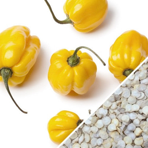 Yellow Scotch Bonnet hot pepper seeds from SeedsNow, featuring vibrant yellow peppers and spicy flavor.