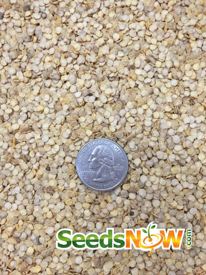 Yellow Scotch Bonnet hot pepper seeds from SeedsNow, showing vibrant orange-yellow pepper seeds on a white background.