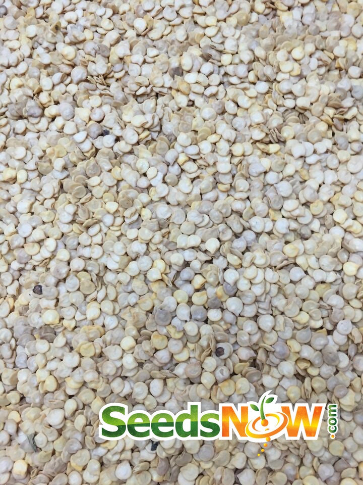 Yellow Scotch Bonnet hot pepper seeds from SeedsNow, shown in a close-up image of vibrant yellow pepper seeds.