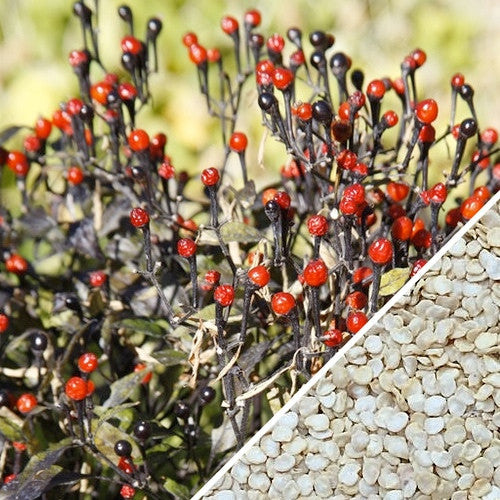 Buy Hot Tepin Pepper seeds online from the USA. These hot seeds produce pea-sized peppers with heat levels of 50,000-100,000 SHU. Grow your own hot peppers now!!