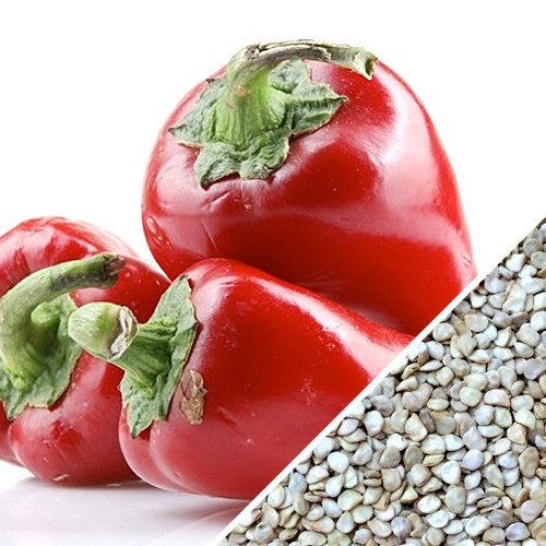 Thai hot pepper seeds from SeedsNow, showing vibrant green pepper pods and seeds ready for planting.