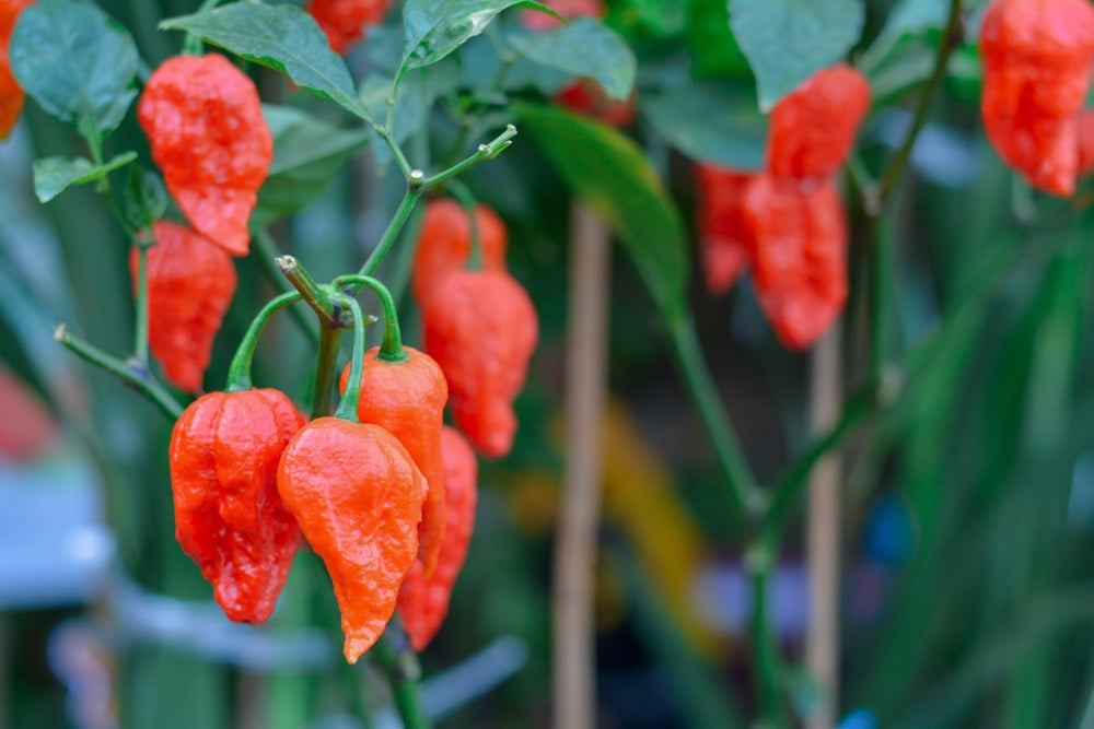 Close-up of bright red world's hottest peppers growing on green plants in a garden