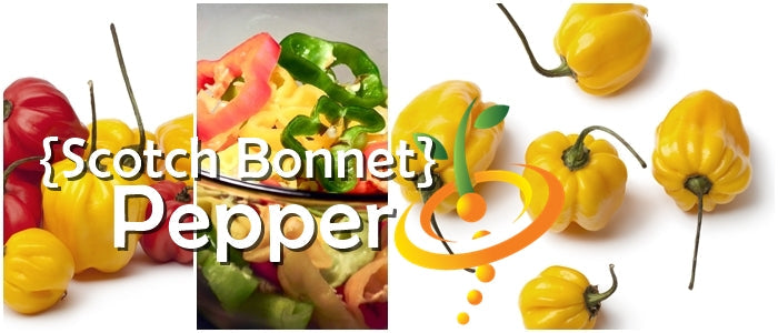 Yellow Scotch Bonnet hot pepper seeds from SeedsNow, showcasing vibrant yellow peppers with a fiery appearance.